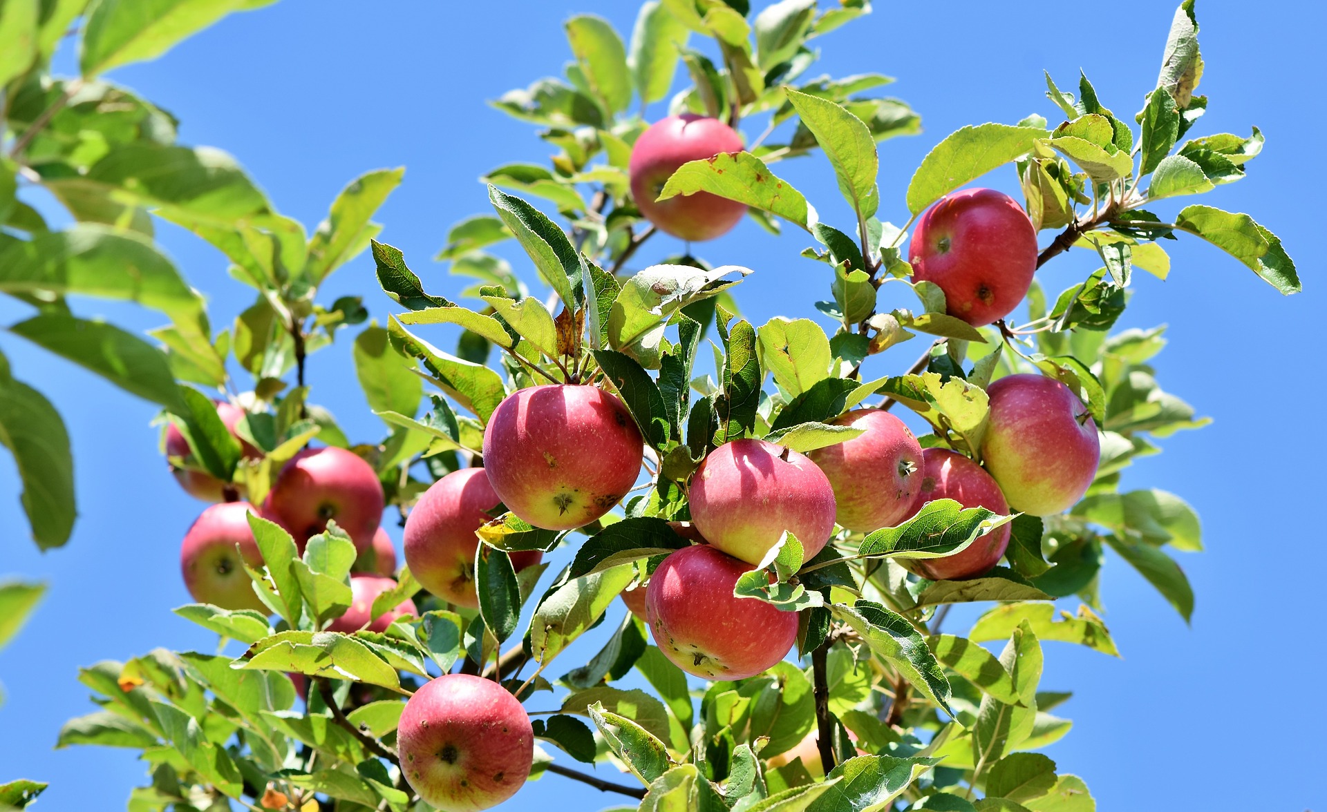 La tarte aux pommes de maman