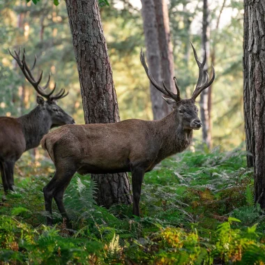 Carte des zones de chasse 2024-2025