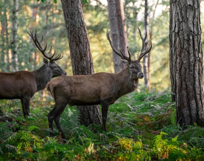 Carte des zones de chasse 2024-2025